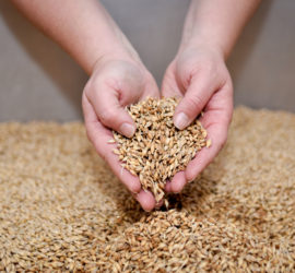 Produire un malt de qualité et constant